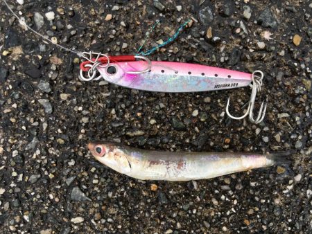 今年初太刀とサゴシ祭り